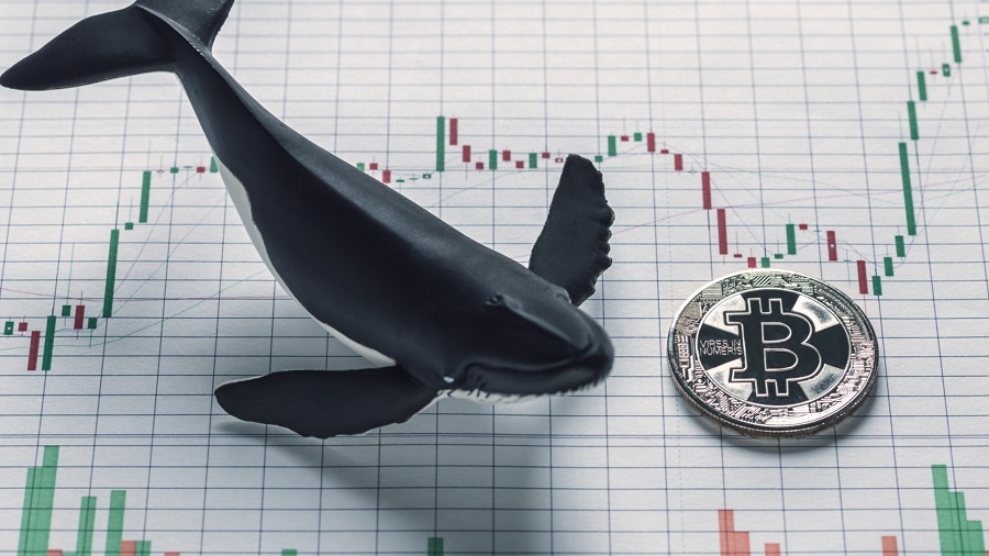 Whale Alert will track the accounts of cryptocurrency scammers and hackers
