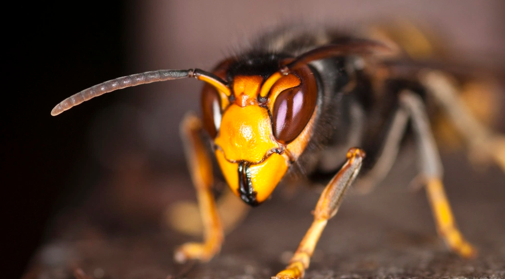 Discovering the killer hornets, the new killers of the western bees