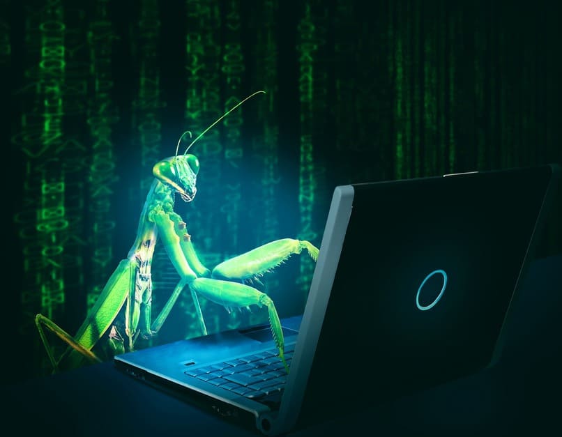 insect using a laptop