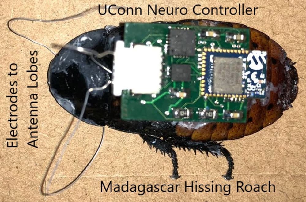 Biorobotics is taking a step forward by creating cybernetic cockroaches
