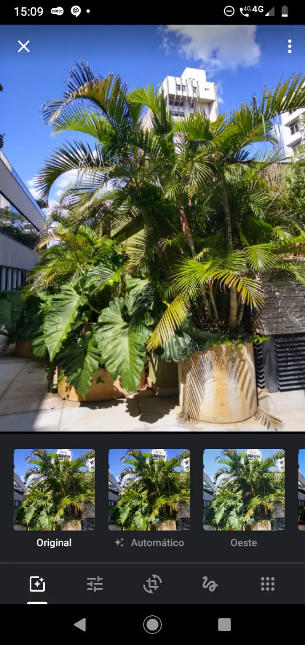 Google Photos, the photo of a palm tree being edited