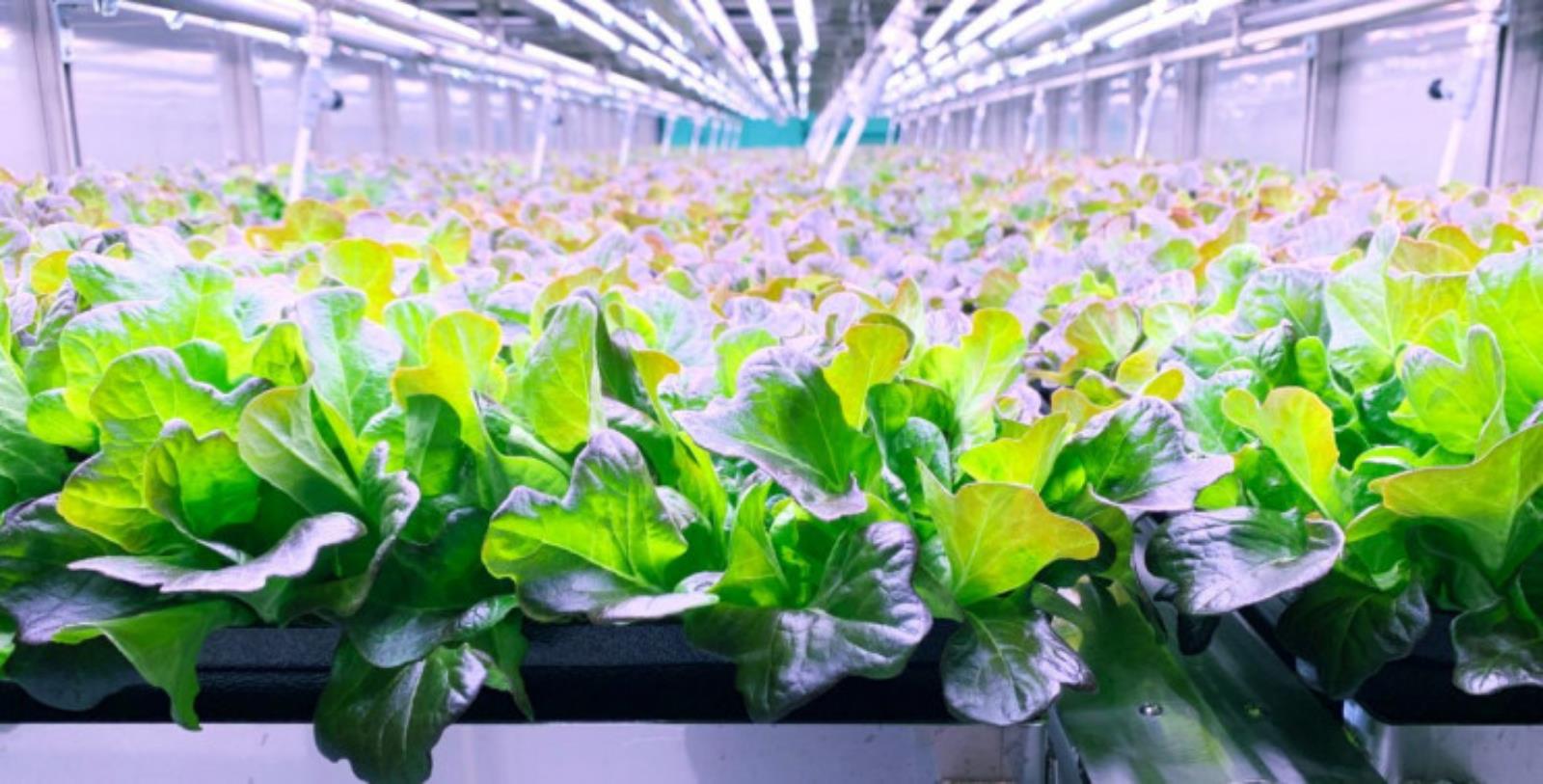 Vertical crops - the future?  Vertical farms have great potential