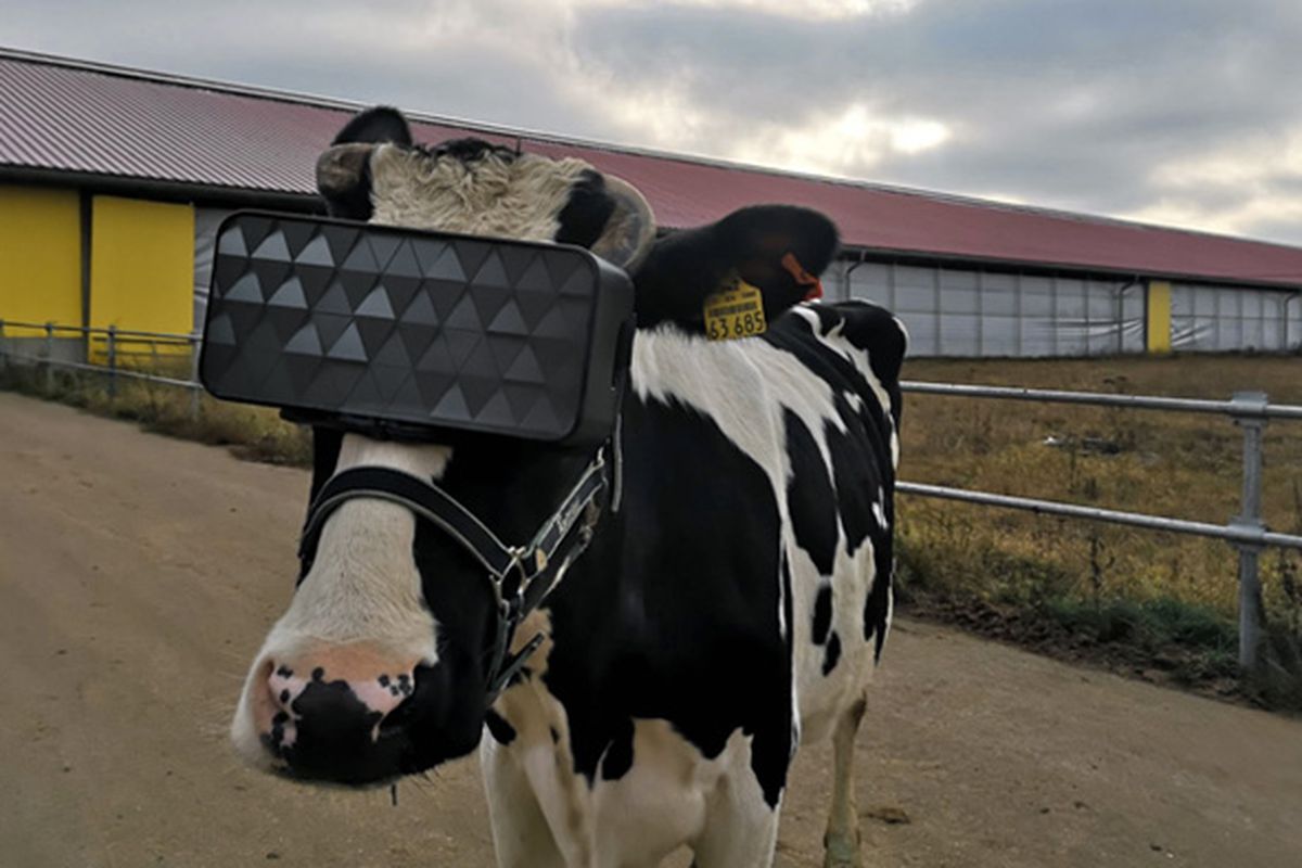 The cows will also have their own Metaversum.  Thanks to virtual reality, they will give more milk