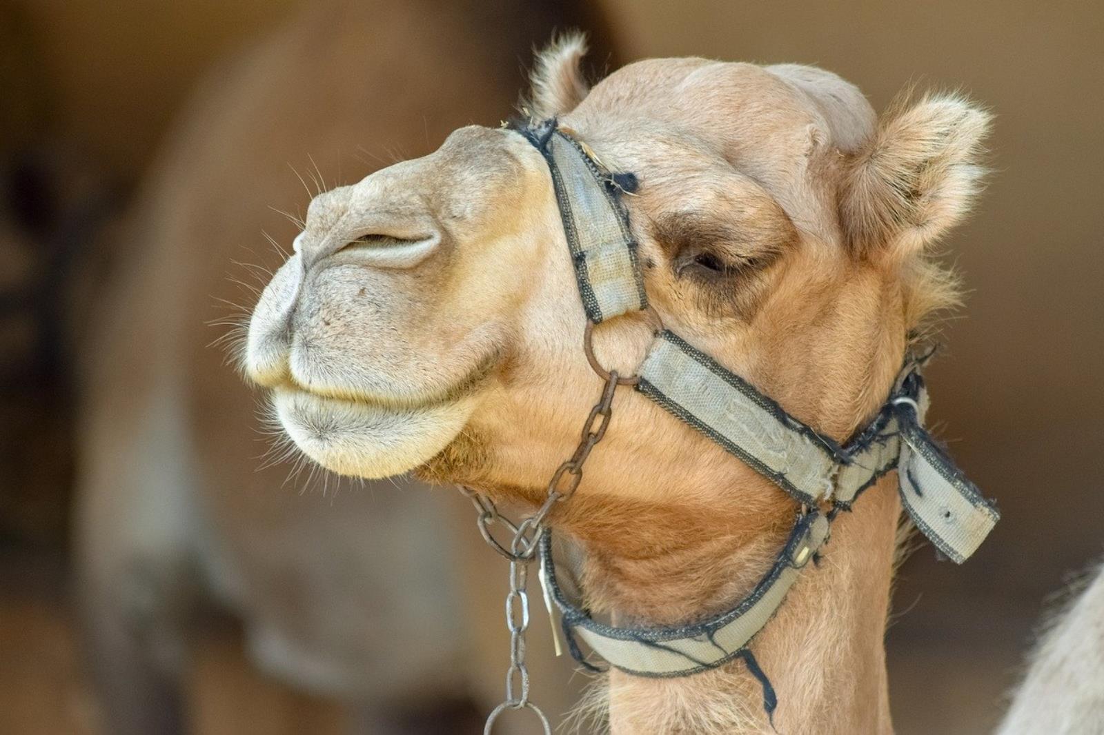 Scientists have developed high-precision humidity sensors based on camel's noses