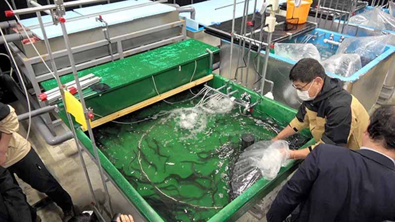 A data center in Japan is using residual heat to raise eels