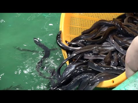 Eel farming with heat from data center and melted snow Experiment begins in Hokkaido